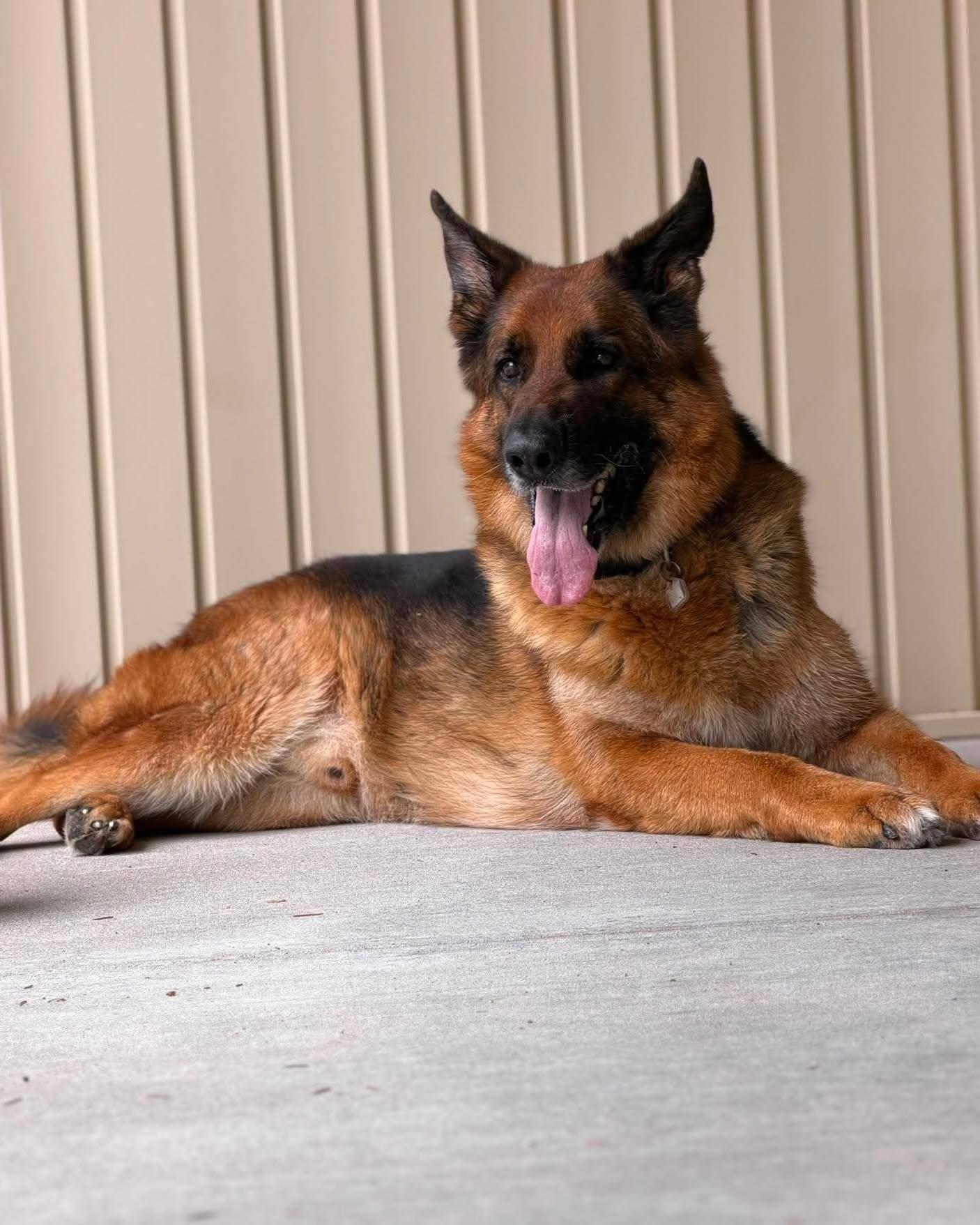 Big Boy Buddy, ADOPTABLE, Adult Male German Shepherd Dog.