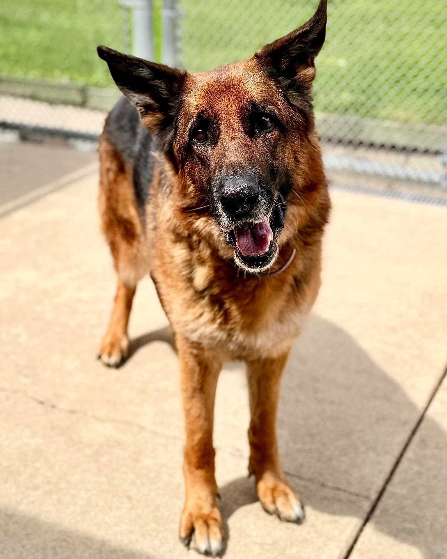 Big Boy Buddy, a ADOPTABLE mixed breed in Fremont, MI image 2/2