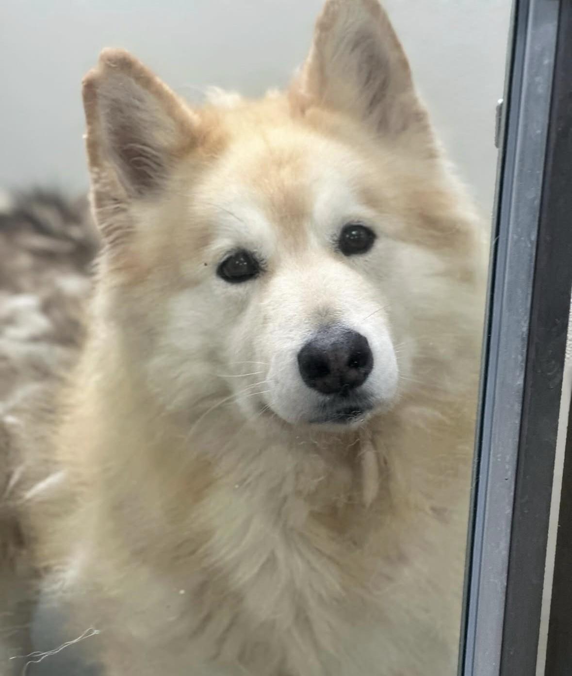Enlarge Pale Face #4758 (1006), a Adoptable mixed breed in Victorville, CA image 1/1