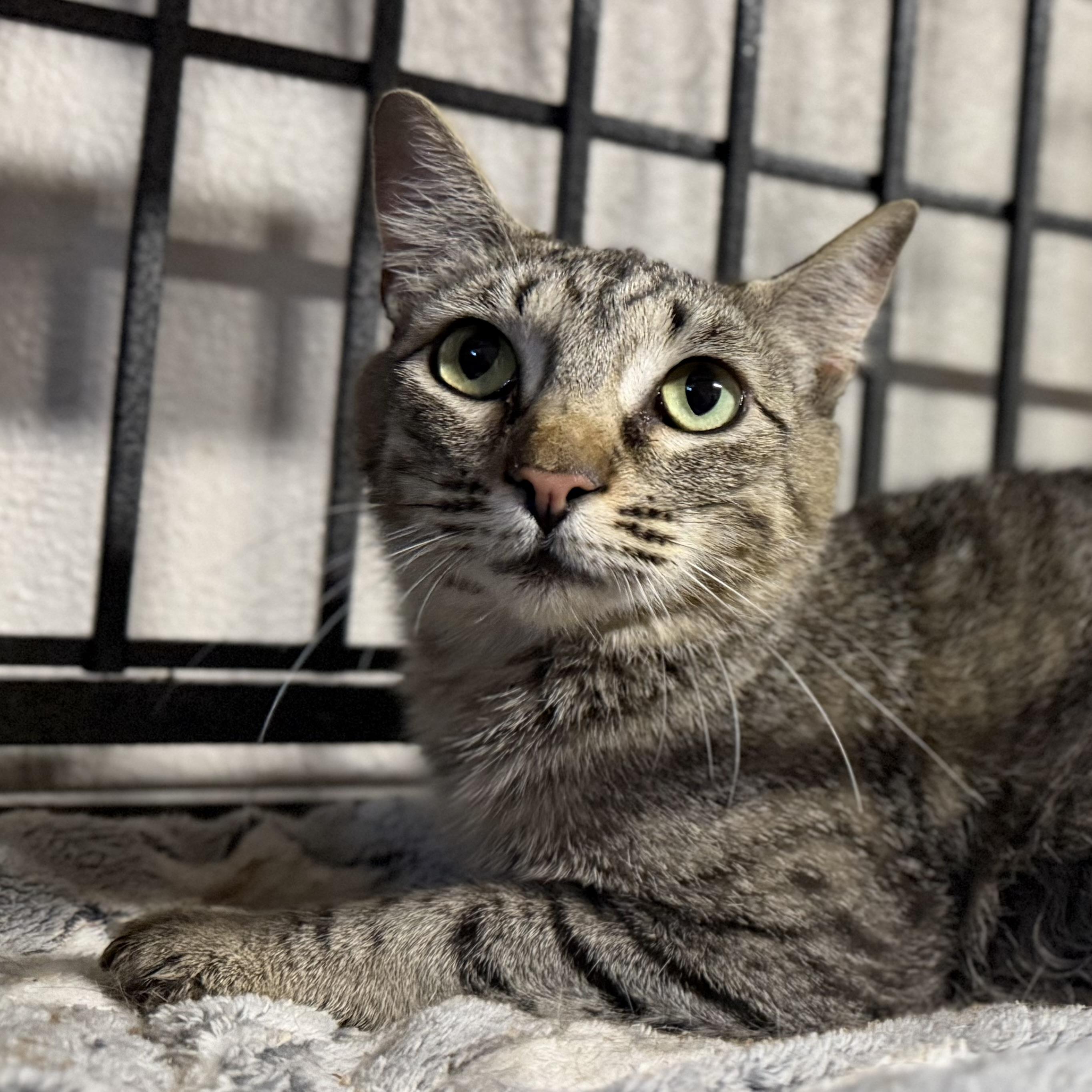 Enlarge Snookie, a Adoptable Domestic Short Hair in Pocatello, ID image 2/2