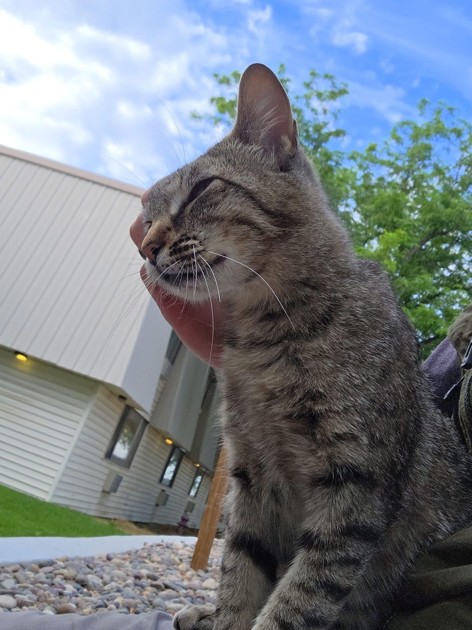 Snookie, Adoptable, Adult Female Domestic Short Hair.