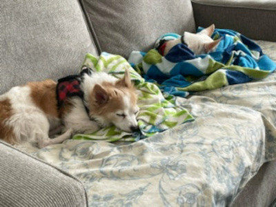 Enlarge Stewart, a Adoptable mixed breed in Santa Paula, CA image 3/4