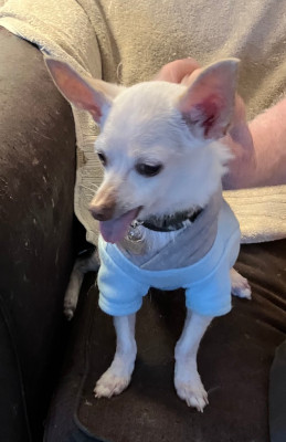 Enlarge Stewart, a Adoptable mixed breed in Santa Paula, CA image 1/4