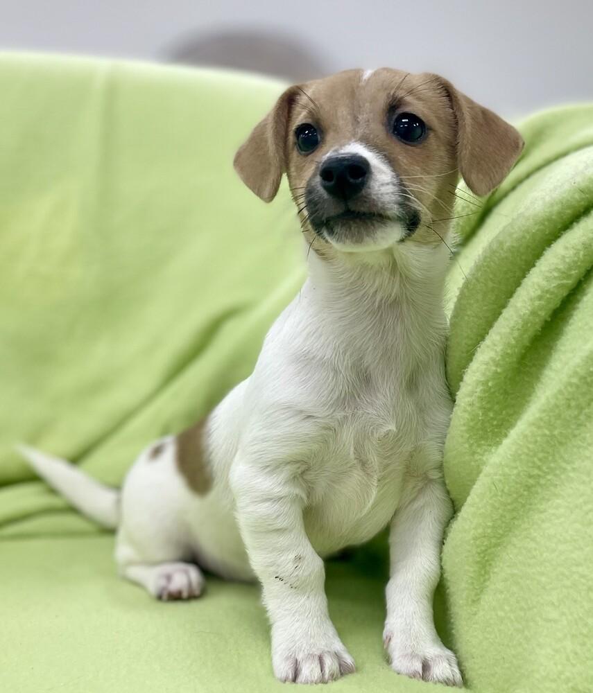 Enlarge Captain, a Adoptable mixed breed in Jamestown, CA image 1/6