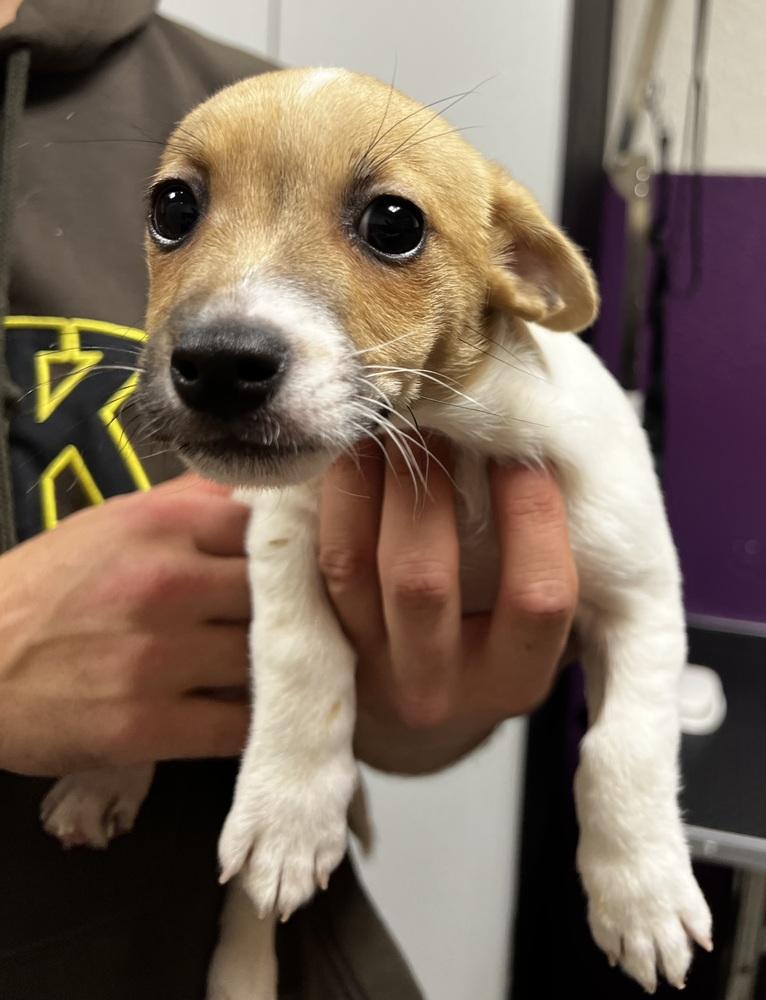 Enlarge Captain, a Adoptable mixed breed in Jamestown, CA image 3/6