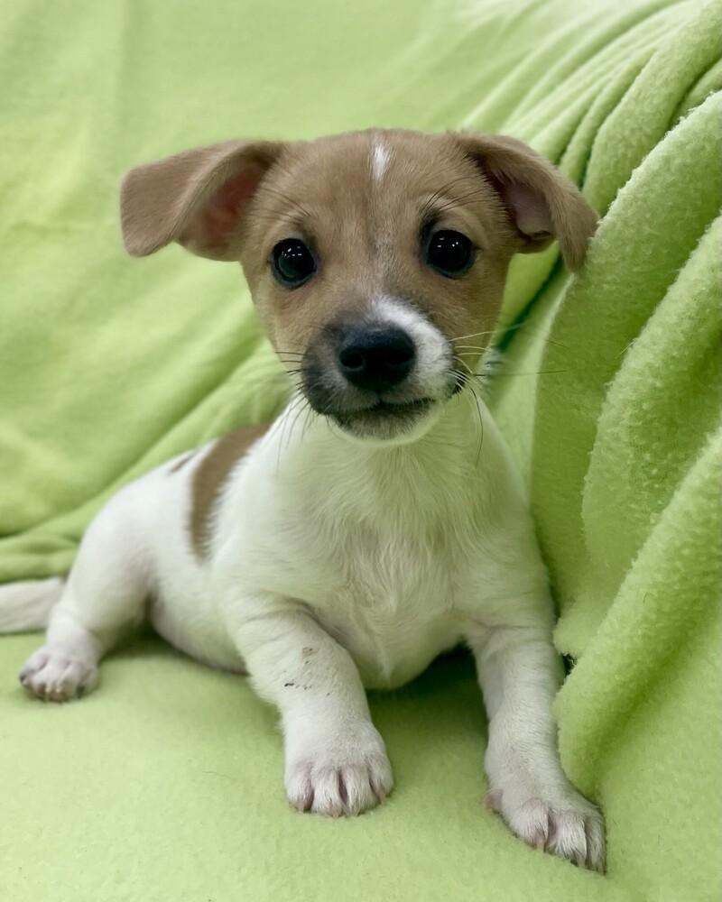 Enlarge Captain, a Adoptable mixed breed in Jamestown, CA image 4/6