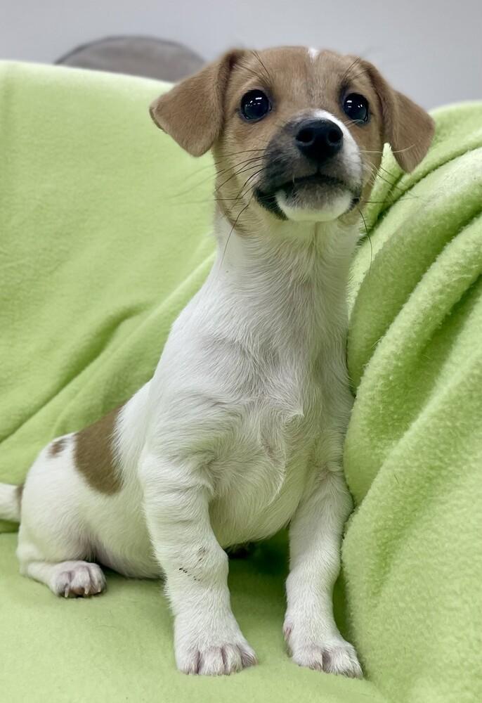 Enlarge Captain, a Adoptable mixed breed in Jamestown, CA image 6/6