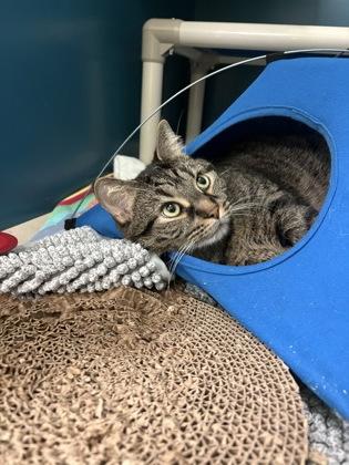 Toby, Adoptable, Young Male Domestic Short Hair & Domestic Short Hair.