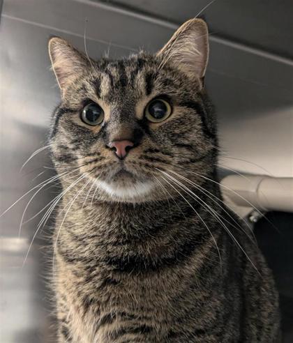 Toby, Adoptable, Young Male Domestic Short Hair & Domestic Short Hair.