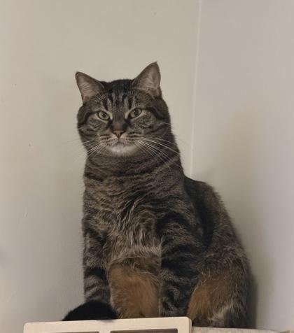 Enlarge Toby, a Adoptable mixed breed in Montreal, QC image 2/2