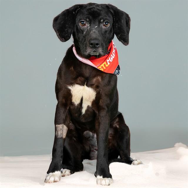 SAM, Adoptable, Young Male Labrador Retriever & Australian Shepherd.