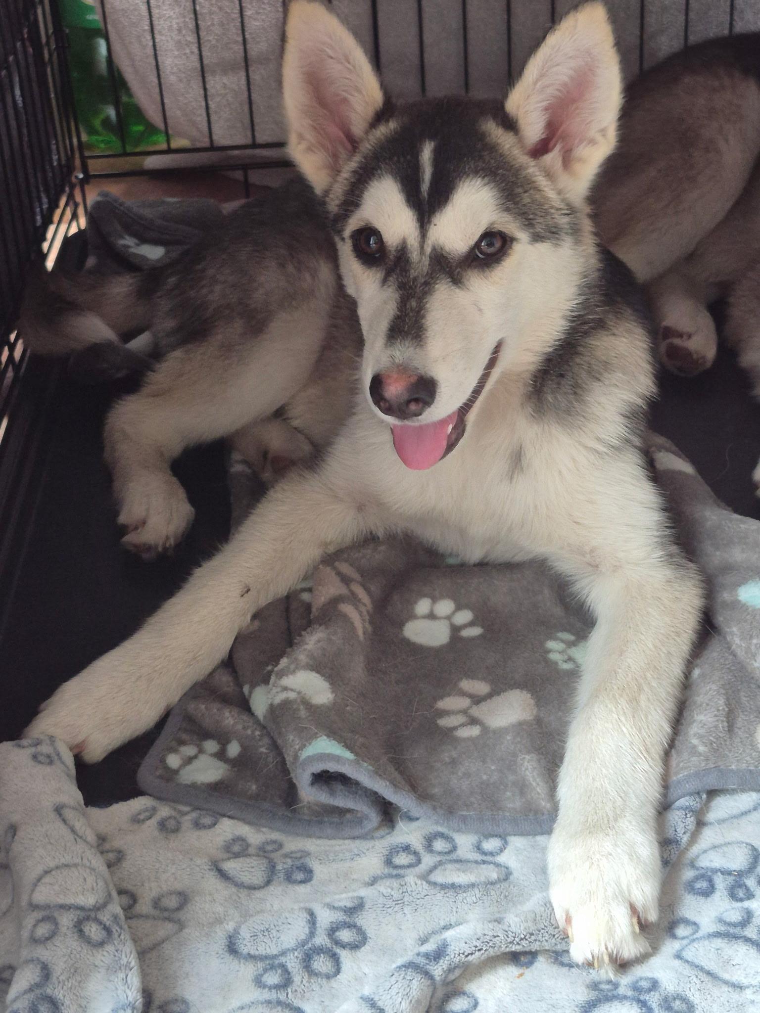 Nyra, an adoptable Husky in Alliston, ON, L0G 1A0 | Photo Image 2