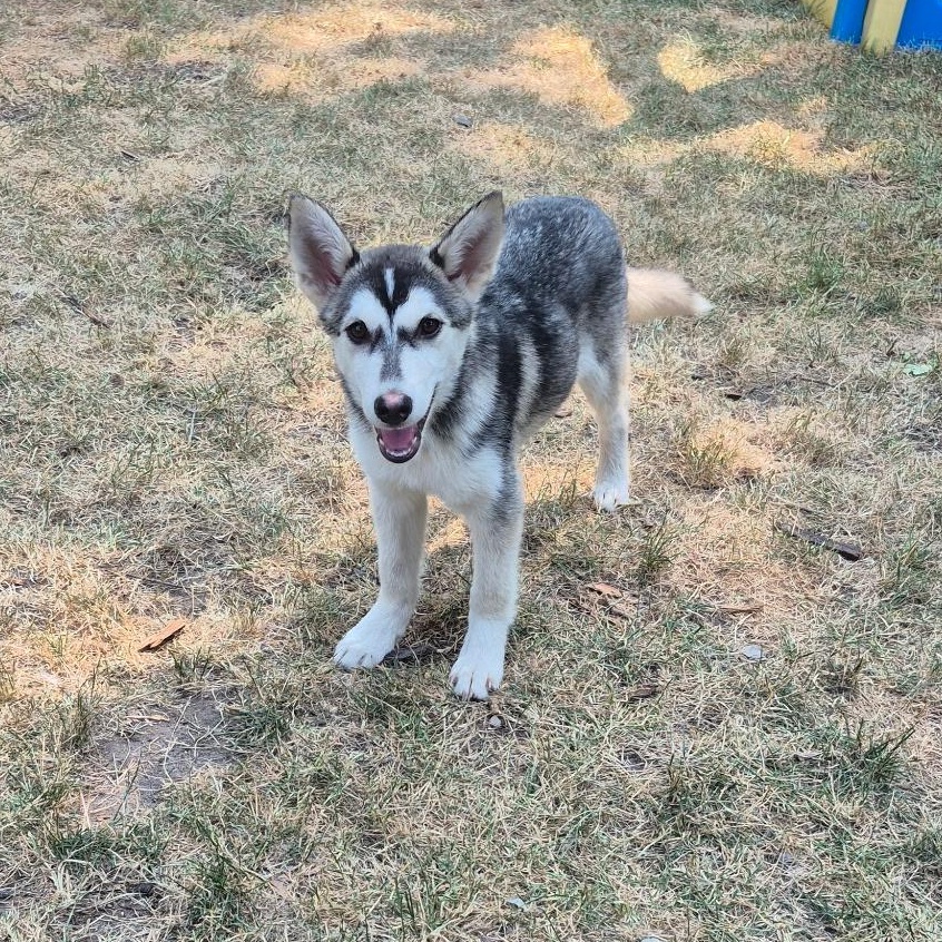 Nyra, an adoptable Husky in Alliston, ON, L0G 1A0 | Photo Image 3