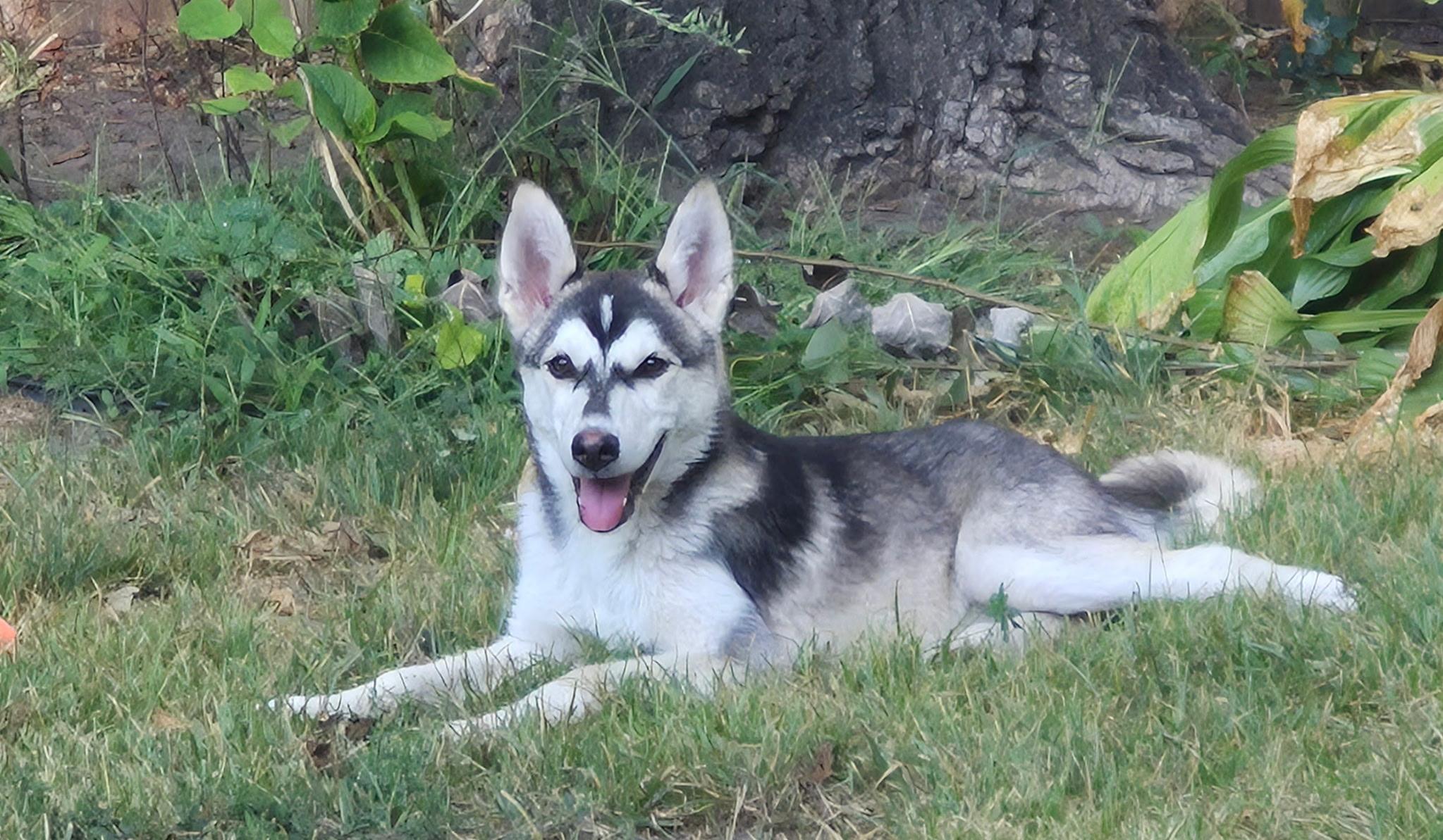 Nyra, an adoptable Husky in Alliston, ON, L0G 1A0 | Photo Image 1