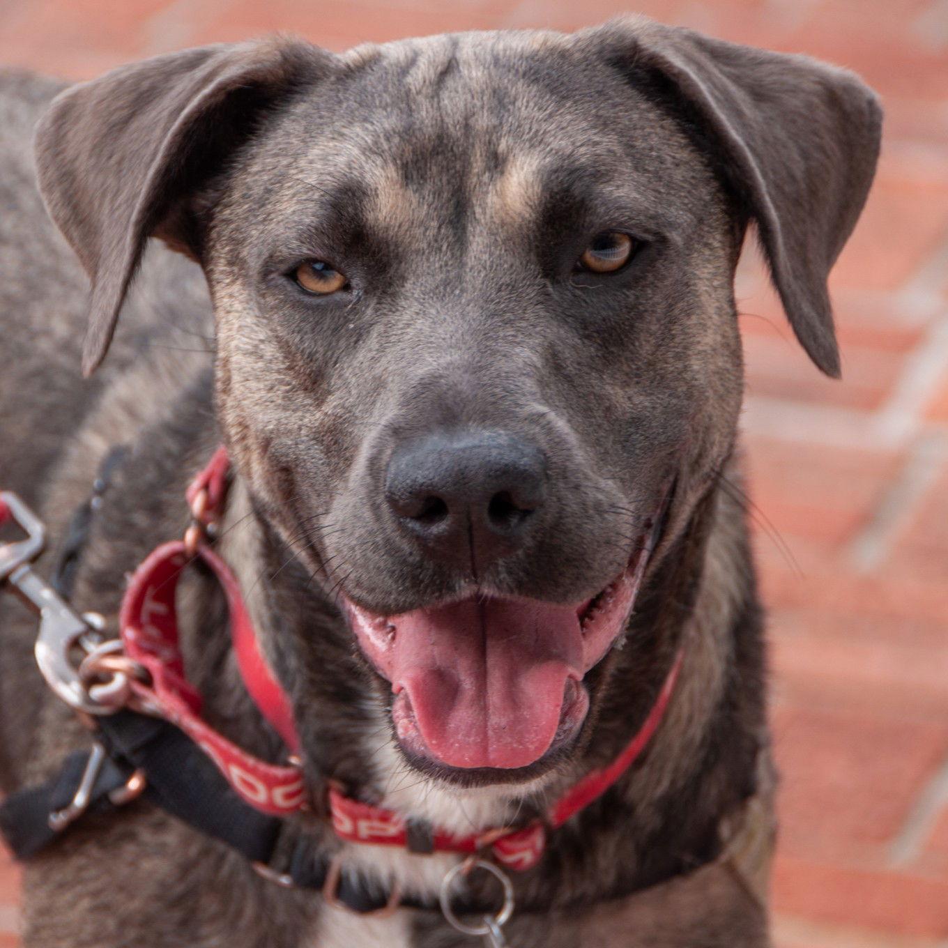 Lila, Adoptable, Adult Female American Bulldog & German Shepherd Dog.