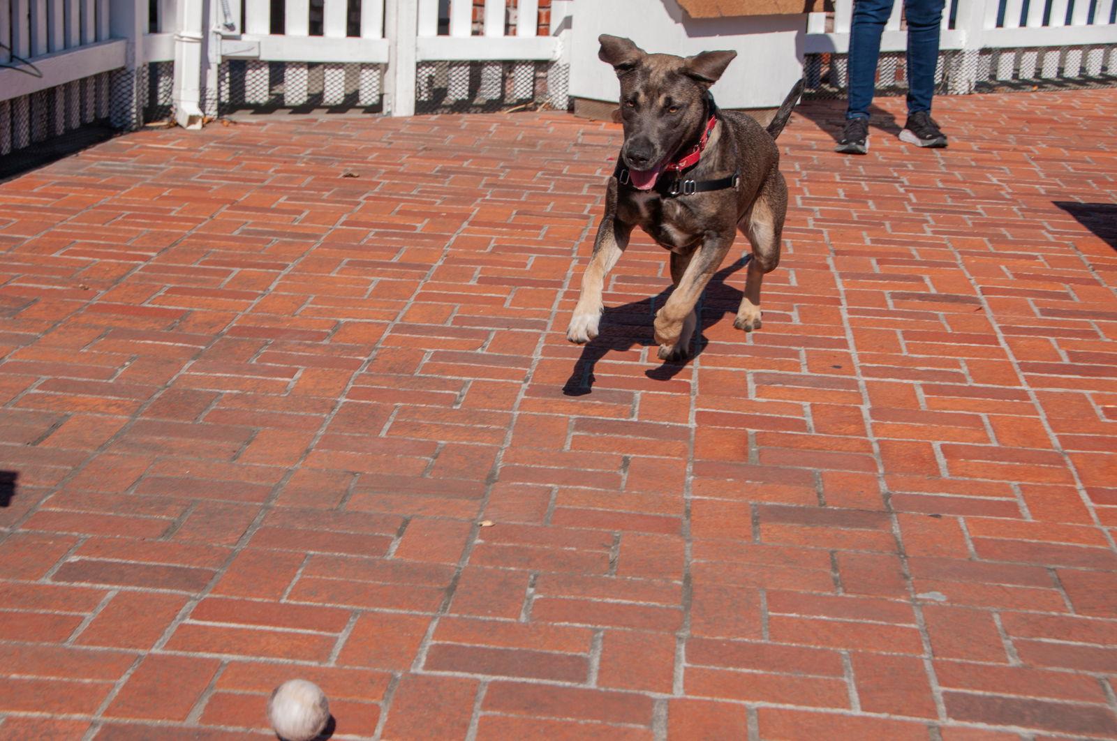 Lila, a Adoptable mixed breed image 1/3