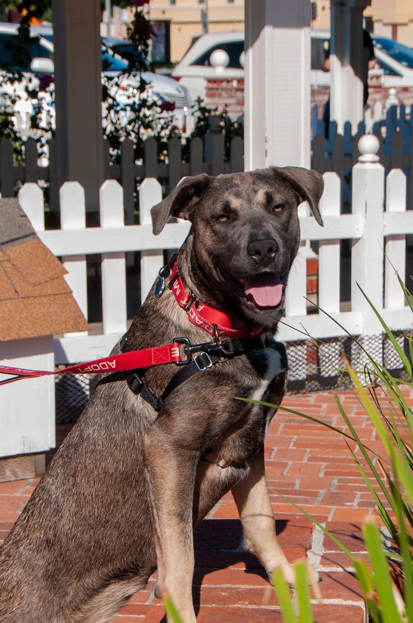Lila, a Adoptable mixed breed in San Jose, CA image 1/3