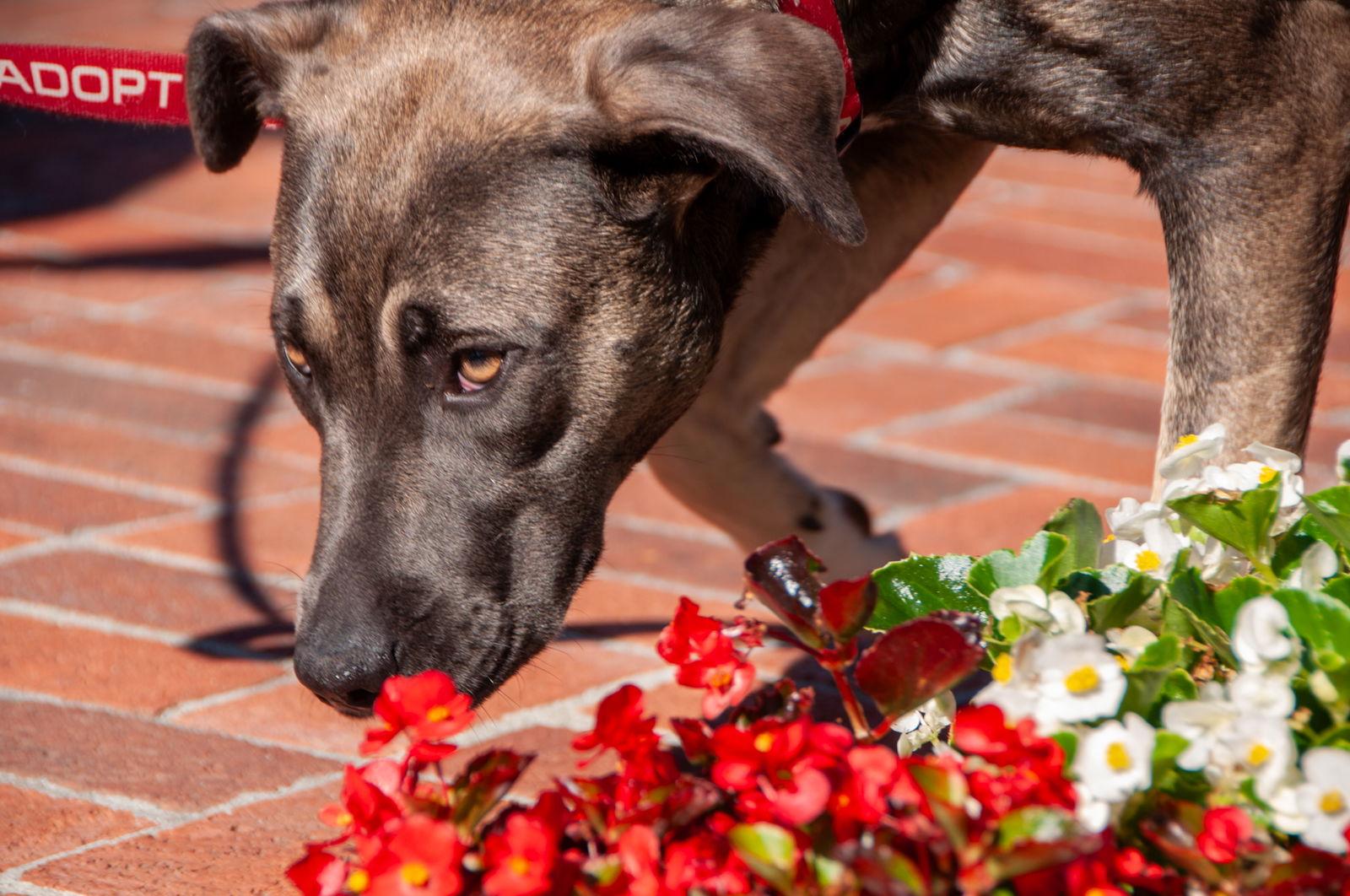 Lila, a Adoptable mixed breed in San Jose, CA image 2/3