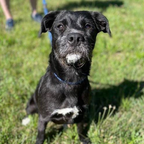 Seraphine, adopted, Adult Female Schnauzer.