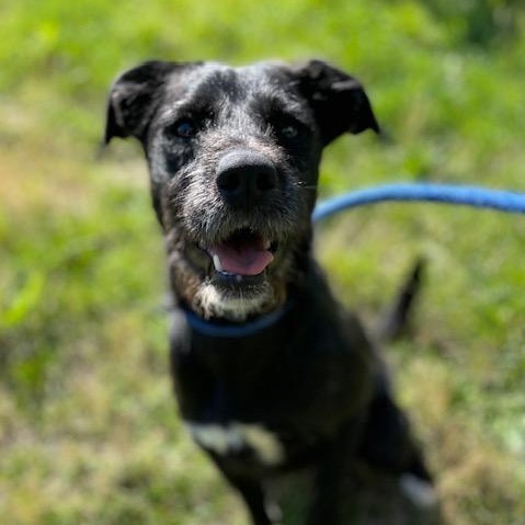 Seraphine, an adopted mixed breed in Stafford, VA image 2/2