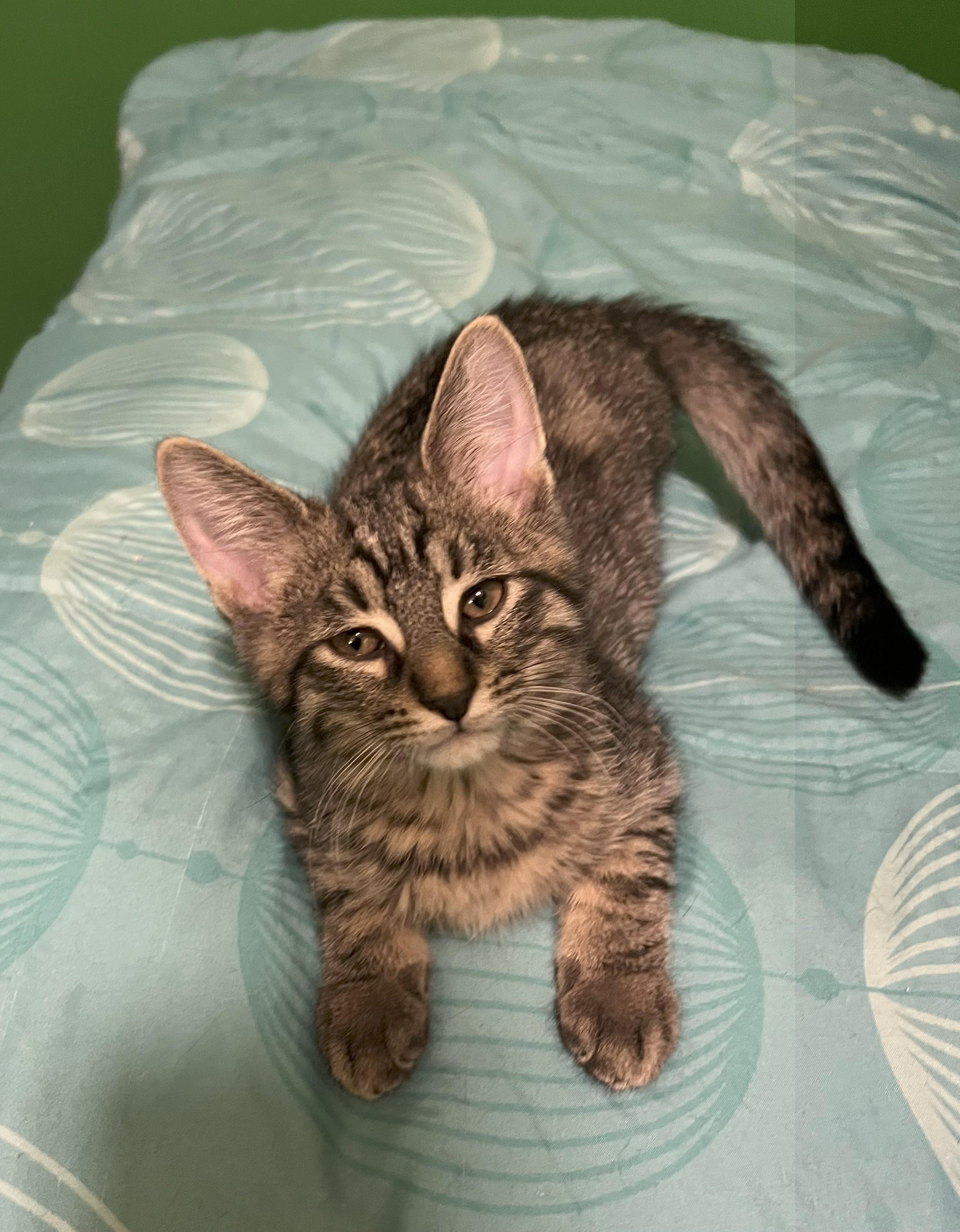 Enlarge DIESEL, a Adoptable Domestic Short Hair in Chicago Ridge, IL image 2/3