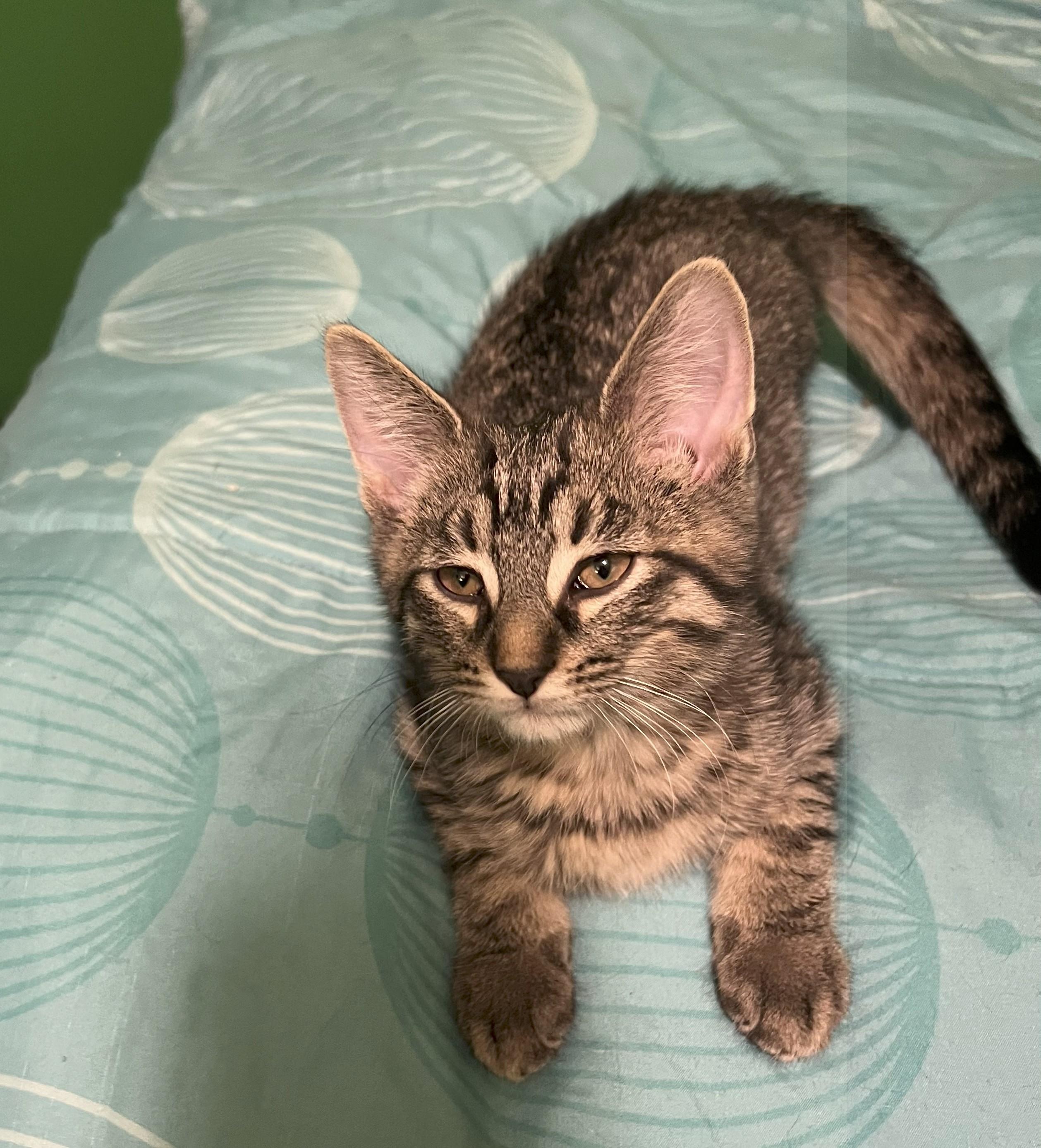 Enlarge DIESEL, a Adoptable Domestic Short Hair in Chicago Ridge, IL image 3/3