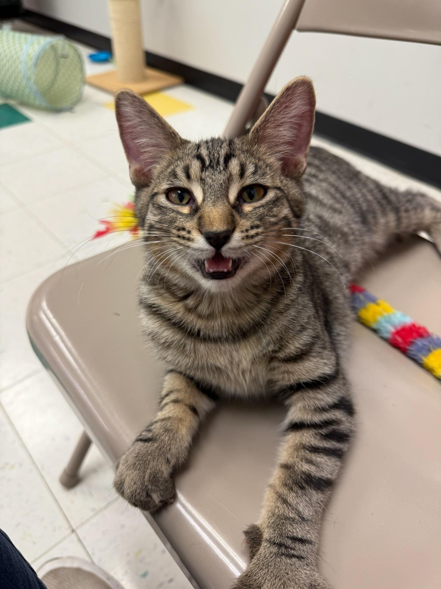 Enlarge DIESEL, a Adoptable Domestic Short Hair in Chicago Ridge, IL image 1/3