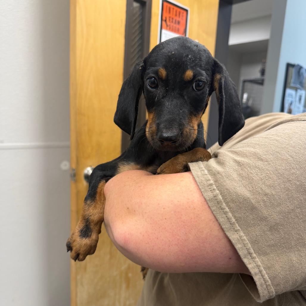 Enlarge Hot Wheels, a Adoptable Mixed Breed in Columbiana, AL image 1/1