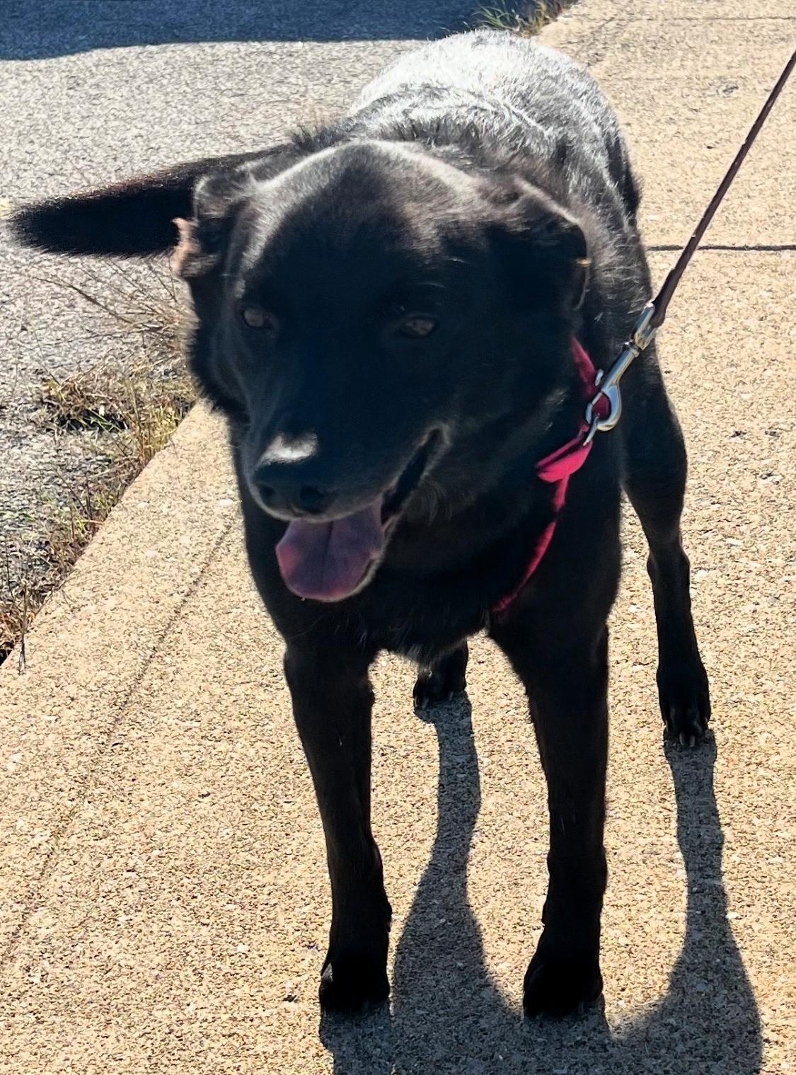 Louie, a Adoptable mixed breed in Frederick, MD image 2/2