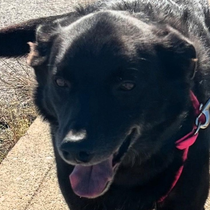 Louie, a Adoptable mixed breed in Frederick, MD image 1/2