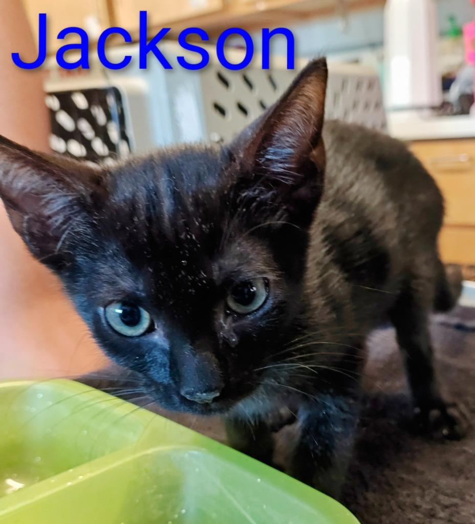 Enlarge Jackson, a Adoptable mixed breed in Mena, AR image 1/2