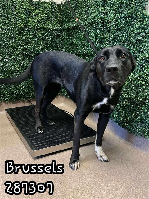 Enlarge BRUSSELS, a Adoptable Mixed Breed in Macon, GA image 1/1