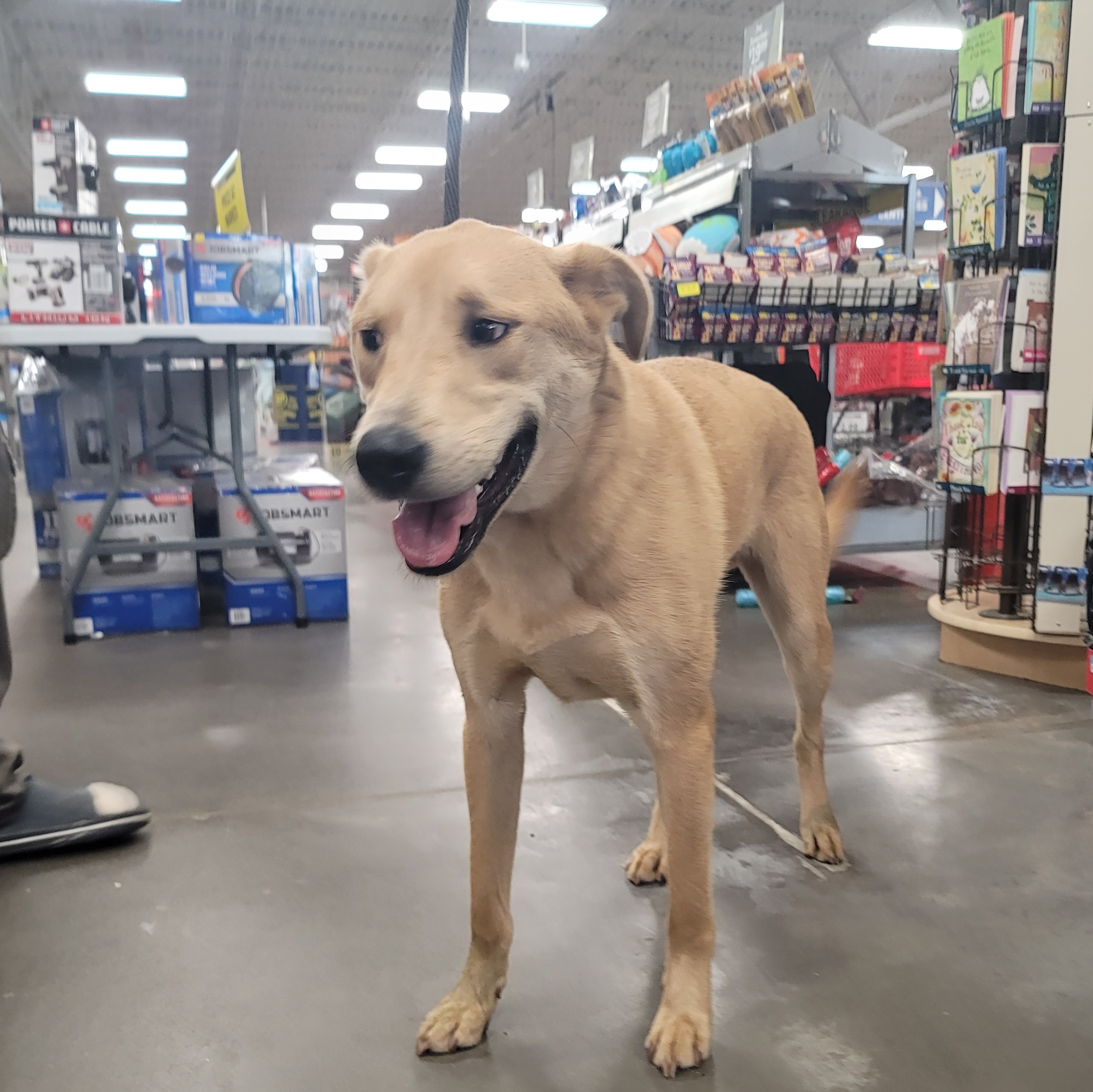 Enlarge Justin, a Adoptable mixed breed in HARRISBURG , PA image 1/5