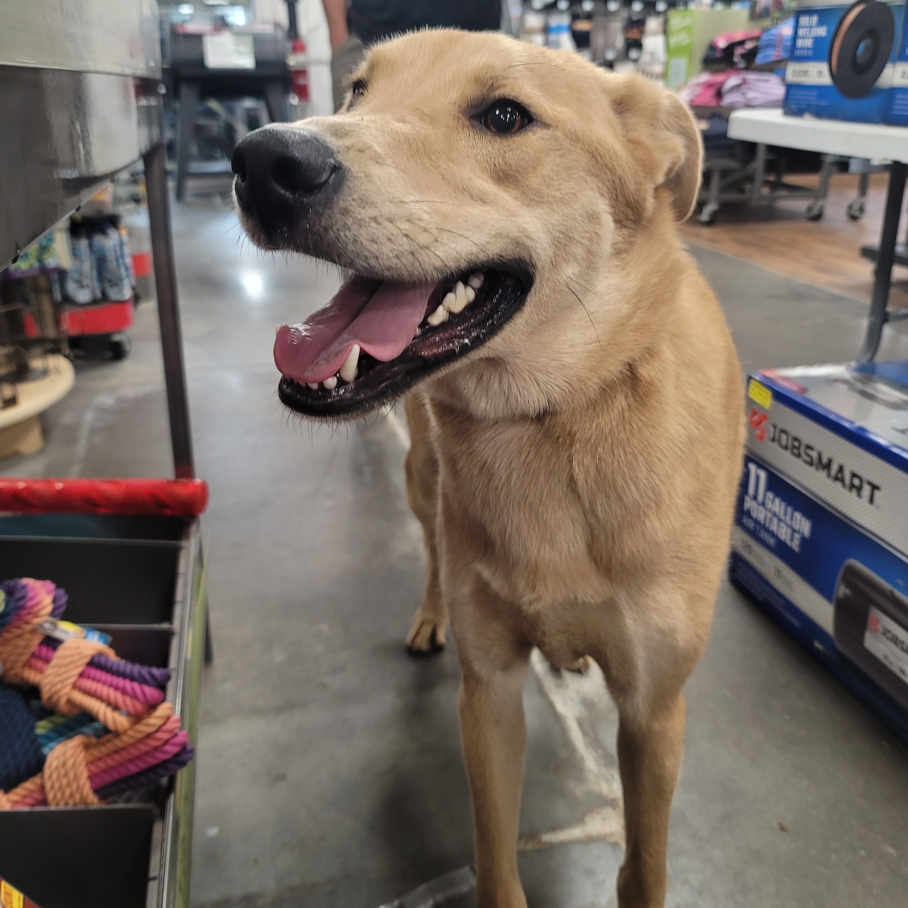 Enlarge Justin, a Adoptable mixed breed in HARRISBURG , PA image 2/5