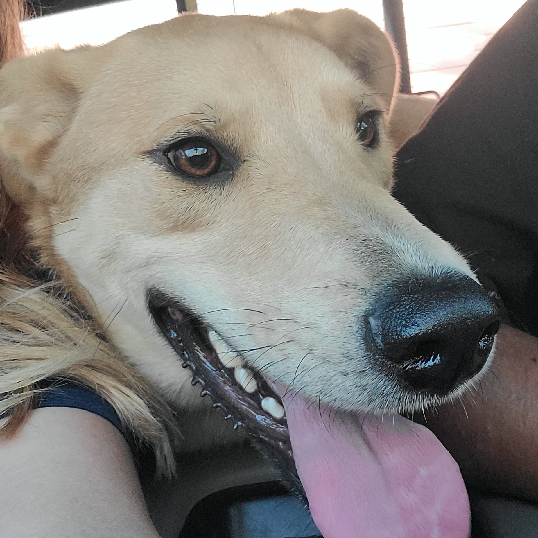 Enlarge Justin, a Adoptable mixed breed in HARRISBURG , PA image 3/5