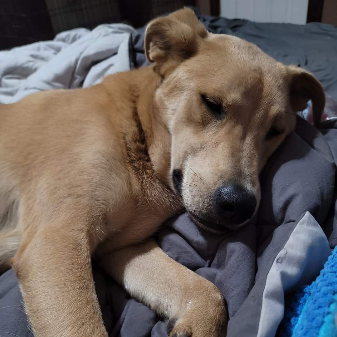 Enlarge Justin, a Adoptable mixed breed in HARRISBURG , PA image 4/5