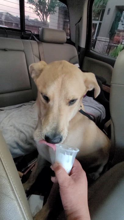 Enlarge Justin, a Adoptable mixed breed in HARRISBURG , PA video 5/5