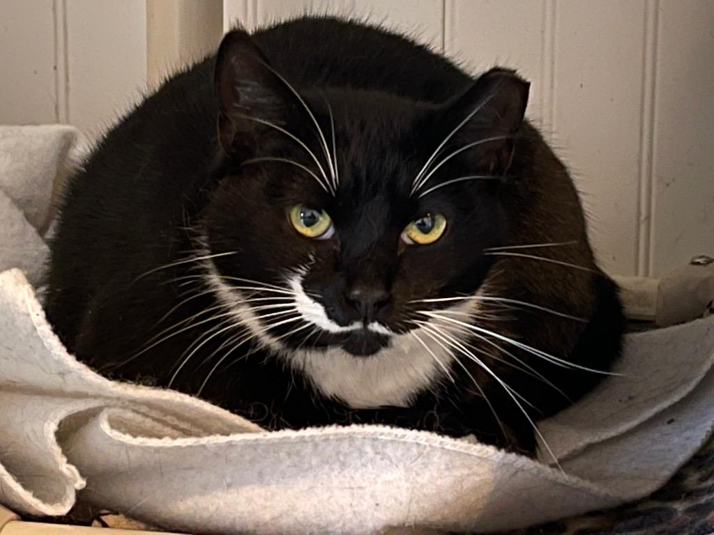 Marty, Adoptable, Adult Female Domestic Short Hair.