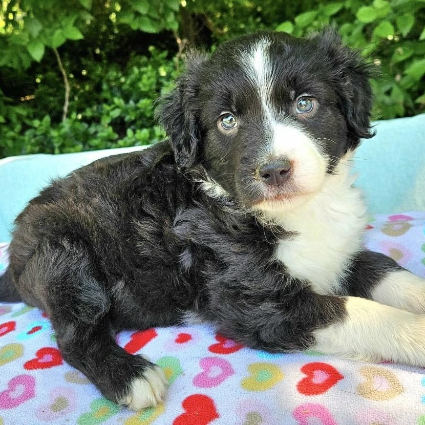 Mercedes , adopted, Puppy Female Australian Shepherd & Mixed Breed.