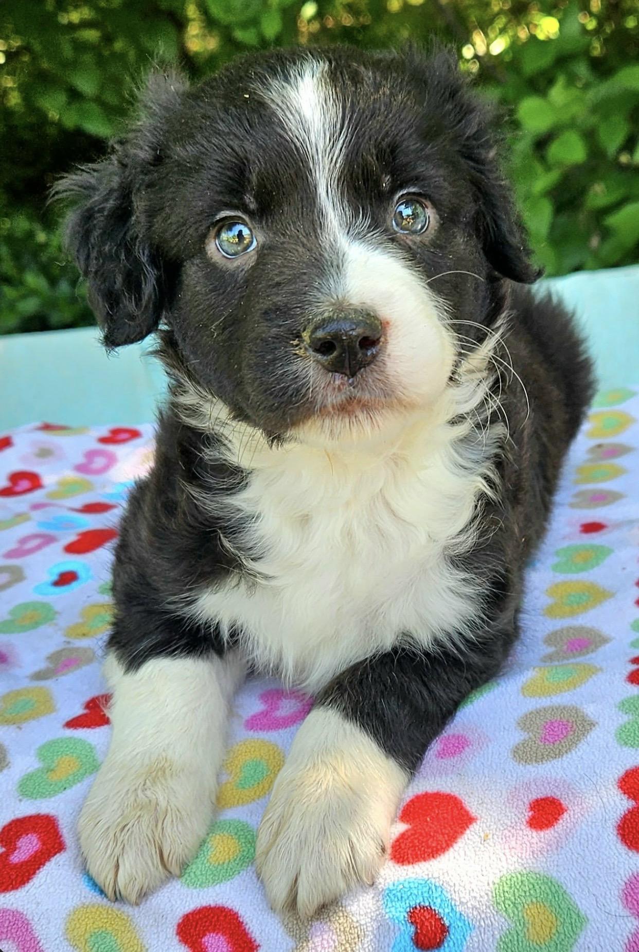 Enlarge Mercedes , an adopted mixed breed in Pelham, NH image 6/6
