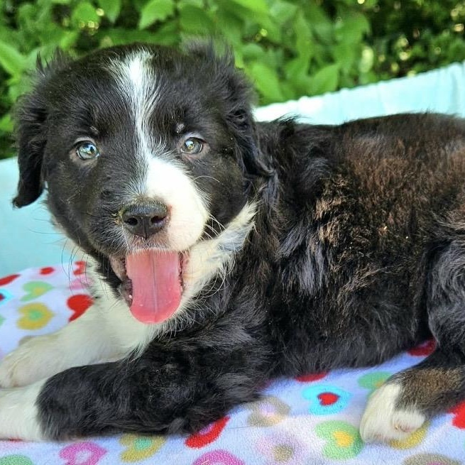 Enlarge Mercedes , an adopted mixed breed in Pelham, NH image 2/6