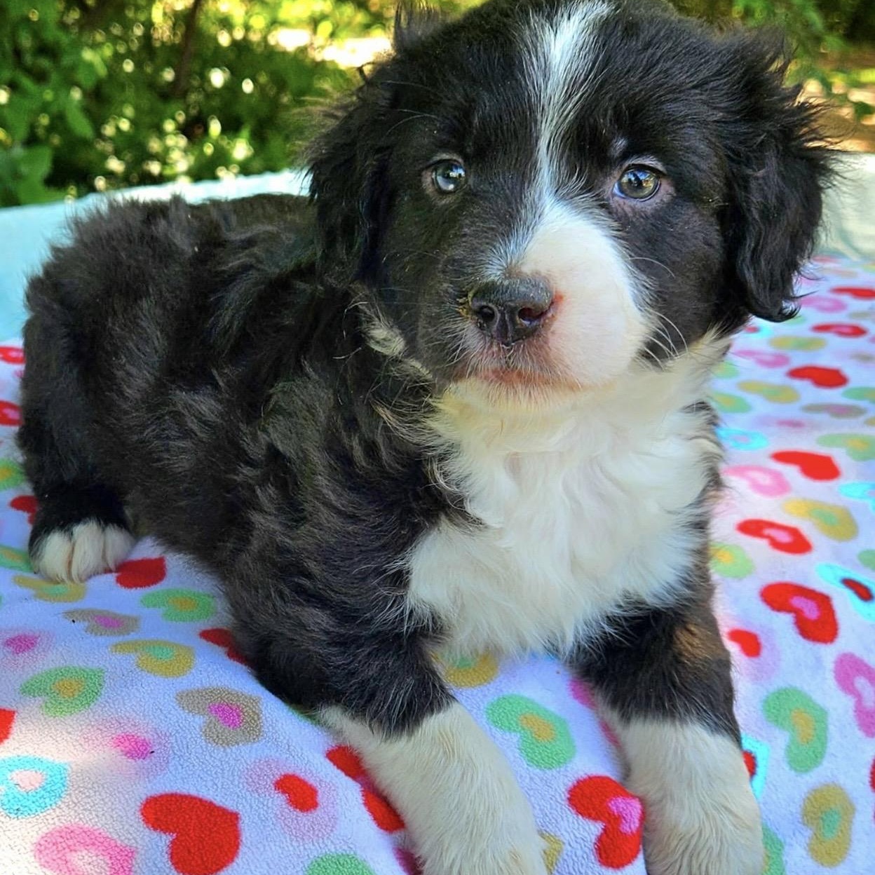 Enlarge Mercedes , an adopted mixed breed in Pelham, NH image 4/6