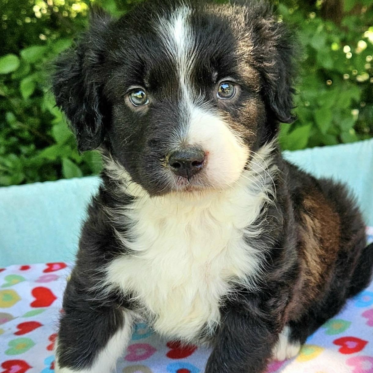 Enlarge Mercedes , an adopted mixed breed in Pelham, NH image 5/6