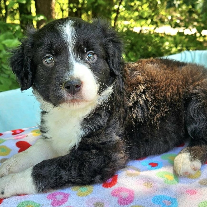 Enlarge Mercedes , an adopted mixed breed in Pelham, NH image 3/6