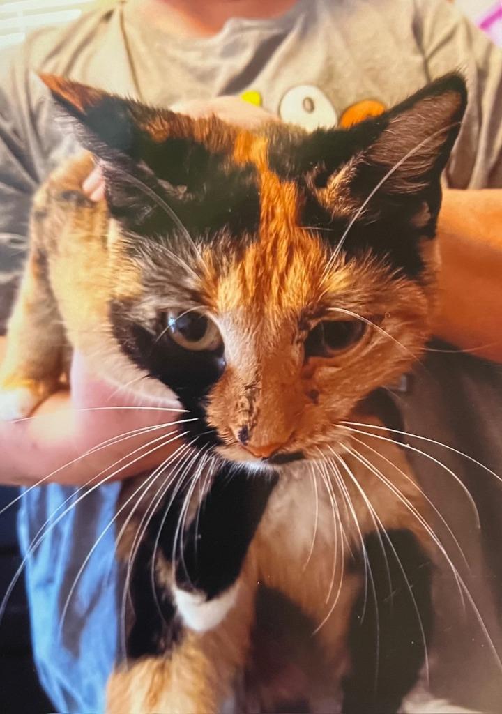 Enlarge Patches, a Adopted mixed breed in Marianna, FL image 1/1