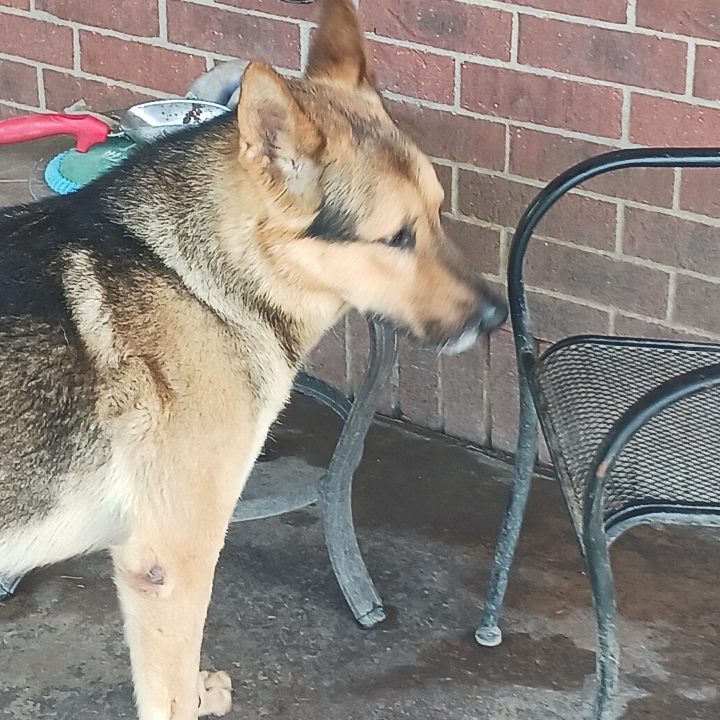 Enlarge Max, a Adoptable German Shepherd Dog in WINCHESTER, VA image 1/6