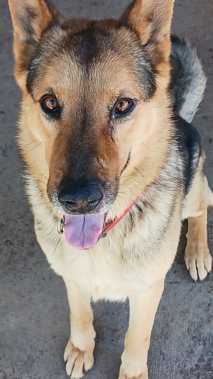 Enlarge Max, a Adoptable German Shepherd Dog in WINCHESTER, VA image 2/6