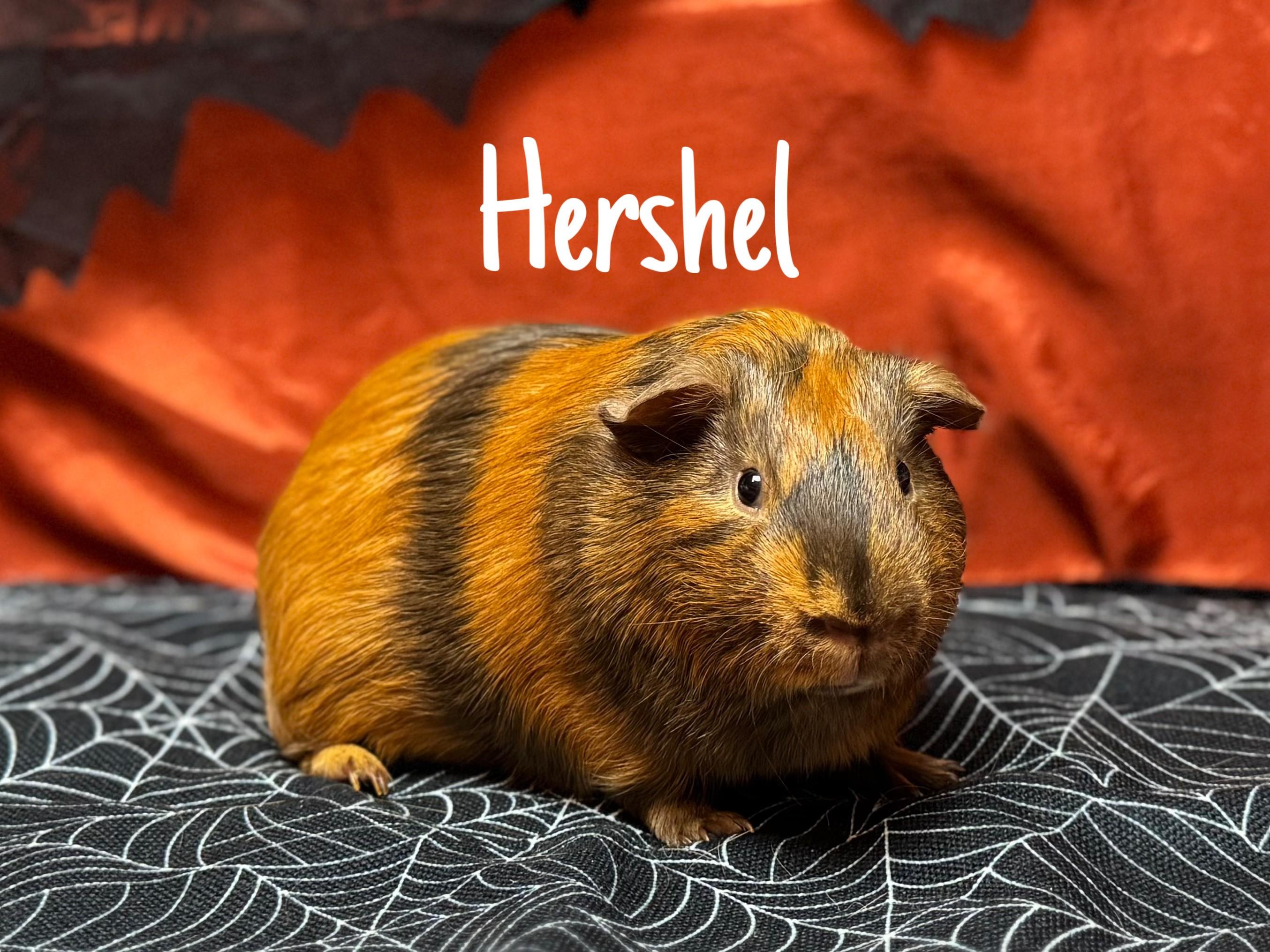 Hershel, ADOPTABLE, Adult Male Guinea Pig.
