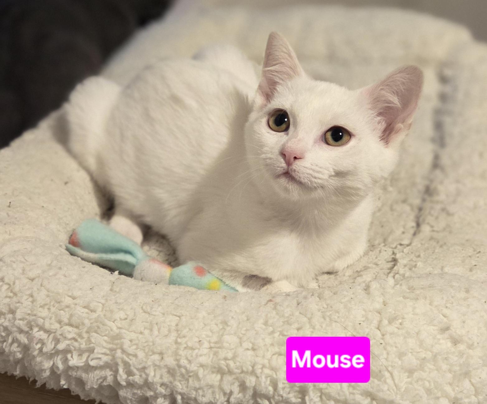 Mouse (Siblings are Nibbles & Squeak), ADOPTABLE, Kitten Female Domestic Short Hair.