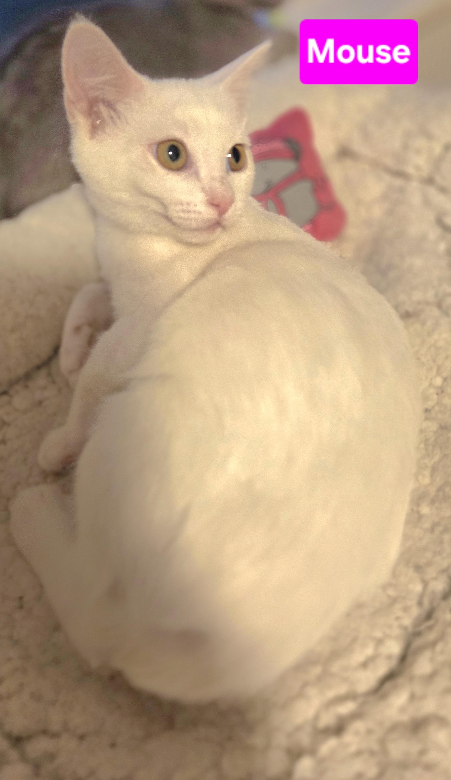 Enlarge Mouse (Siblings are Nibbles & Squeak), a ADOPTABLE Domestic Short Hair in Brighton, MI image 4/4